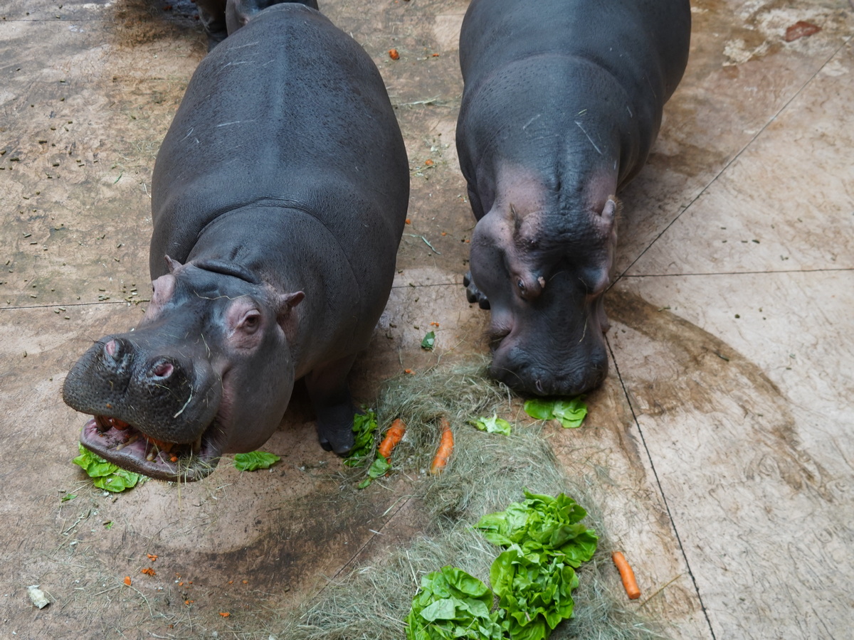 The photo shows ZOO Wrocław