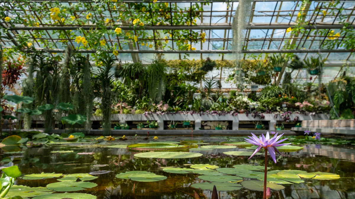 The photo shows Ogród Botaniczny Uniwersytetu Jagiellońskiego