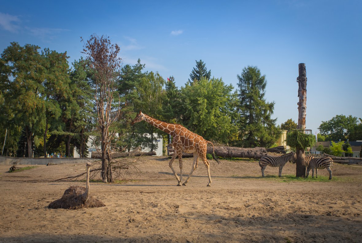 The photo shows ZOO Wrocław